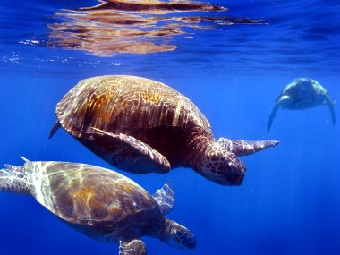 3 Sea turtles swimming