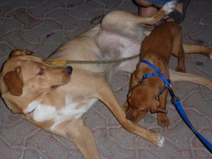 Sam and lady friend dog in Playa del Carmen